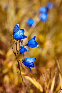 focus photo of blue flowers thumbnail
