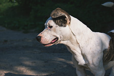 Medium Short-coated White and Brindle Dog on Gray Concrete Surface thumbnail