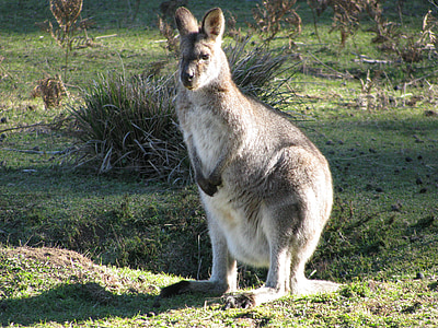 wildlife photography of marsupial on grass thumbnail