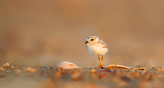 selective focus photo of white and gray bird hatchling thumbnail
