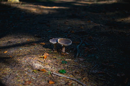 two mushrooms on ground thumbnail