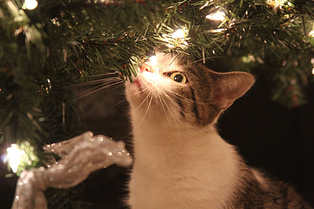 photo of cat near Christmas tree thumbnail