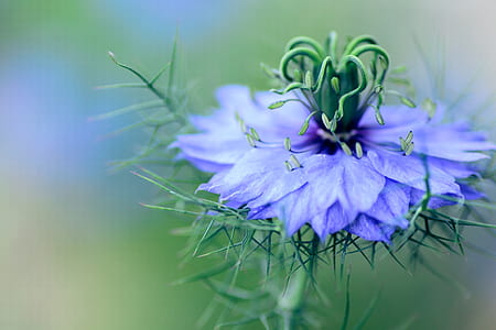 purple petaled flower thumbnail