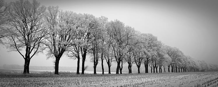 trees covered with snow photo thumbnail