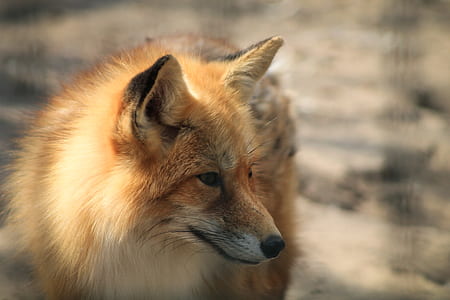 brown fox thumbnail
