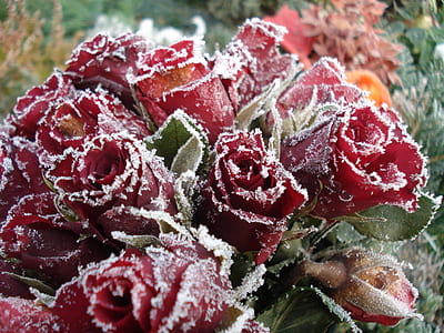 red rose flower arrangement thumbnail