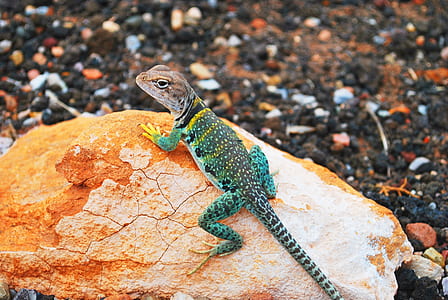 green lizard thumbnail