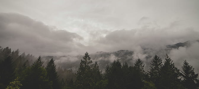 mountains, clouds, forest, trees thumbnail