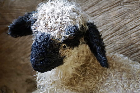 white and black sheep in close up photography thumbnail