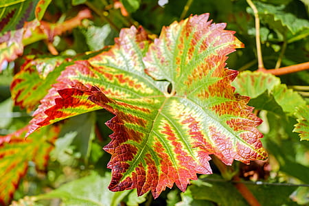 yellow and red leaf plants thumbnail