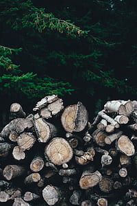 pile of wood logs near green trees thumbnail