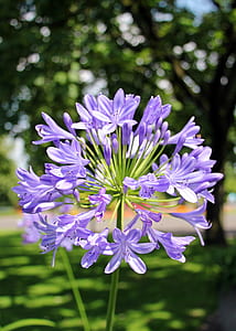 shallow focus photography of purple lily of the Nile flower thumbnail