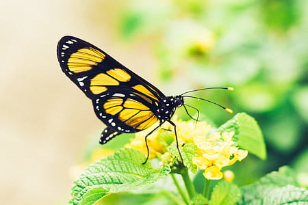 yellow and black butterfly perching on yellow flower thumbnail