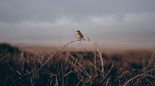 brown bird sitting on tree branch thumbnail