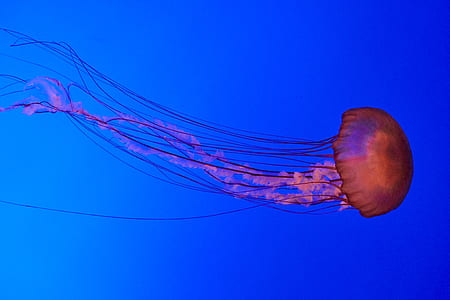 red jellyfish swimming underwater thumbnail
