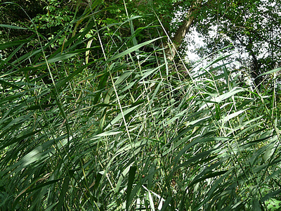Reed, Ordinary Reed thumbnail