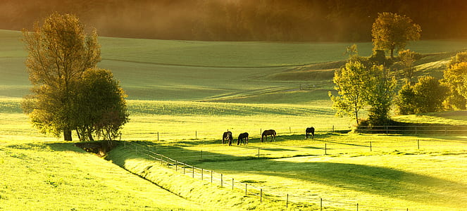 green grass field thumbnail