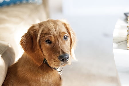 adult dark golden retriever selective photography thumbnail