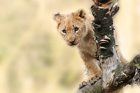 lion cub on tree branch thumbnail