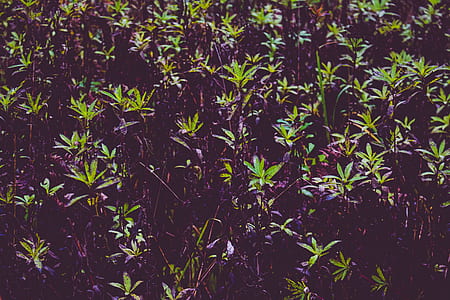 leaves, plants, growth, close-up thumbnail