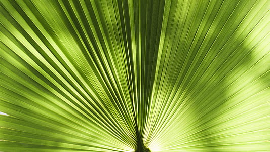 closeup photo of green leafed plant thumbnail