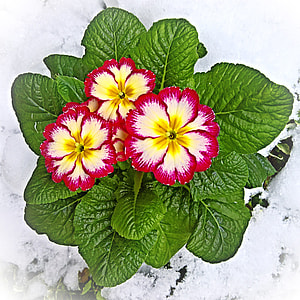 closeup photo of three red-and-yellow Carnation Flowers thumbnail