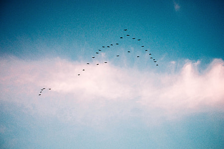 Flying Birds thumbnail