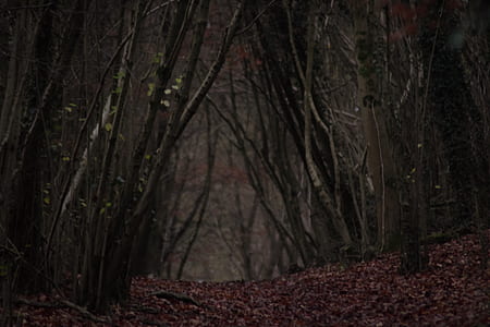 close shot of forest thumbnail