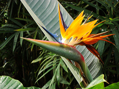 Bird Of Paradise Flower thumbnail