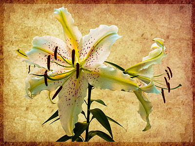 white and yellow petaled flower painting thumbnail