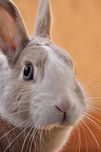 selective focus photography of brown and white rabbit thumbnail
