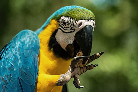 yellow and blue parrot thumbnail