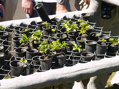 green leafed plants with black pots thumbnail