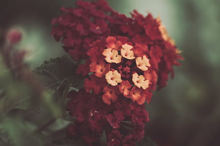 selective focus photo of white and red lantana flowers thumbnail