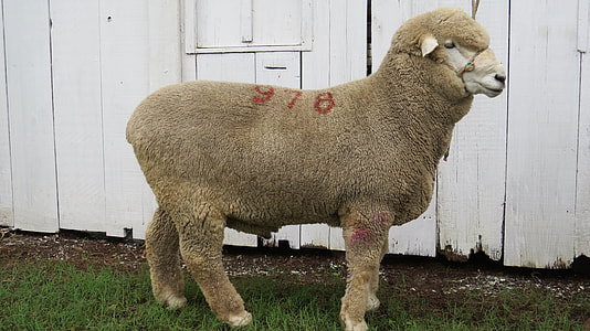 Sheep, Corriedale thumbnail