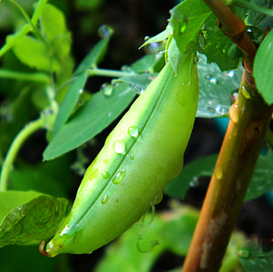green leafed plants thumbnail
