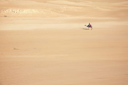 person riding camel in desert during day thumbnail