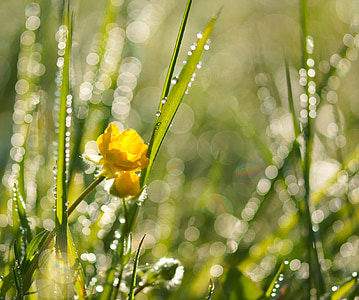 close up photography of yellow flower near green plants at daytime thumbnail