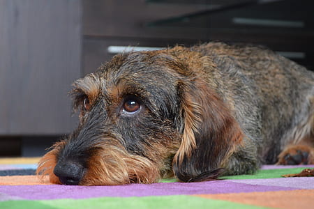 salt and pepper schnauzer lying on the floor thumbnail