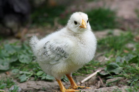 white bird on ground thumbnail