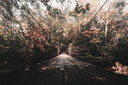 bridge under pink leafed trees thumbnail