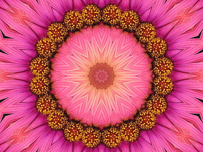 close-up photo of pink and yellow petaled flower thumbnail