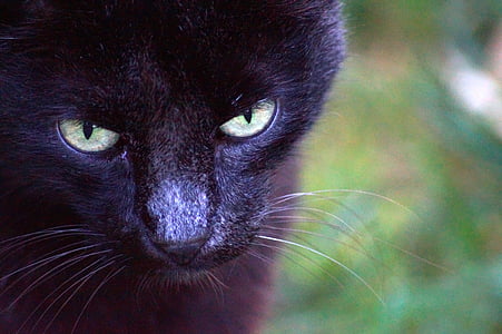 close-up photo of black cat thumbnail