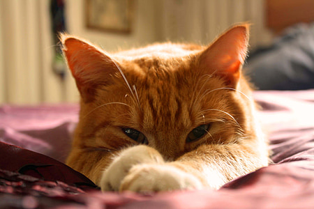 orange Tabby cat laying on red textile thumbnail