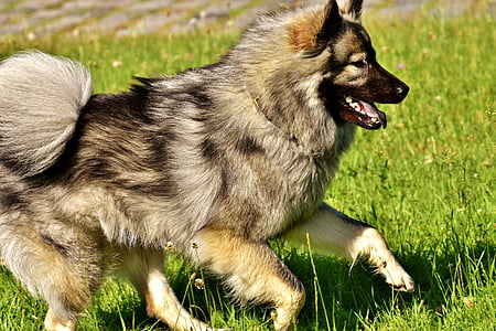 adult eurasier running on grass field during day thumbnail