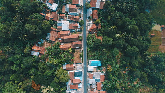 aerial photography of houses surrounded with trees thumbnail