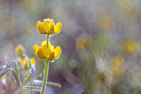 selective focus photography of yellow petaled flowers thumbnail