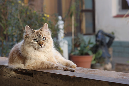 beige maine coon on brown wooden surface thumbnail