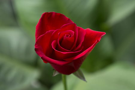 selective focus photograph of red rose thumbnail