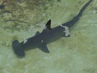 black fish on water thumbnail